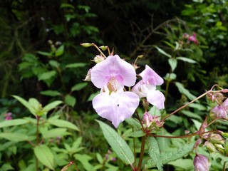 Obraz premium Blumen und Pflanzen