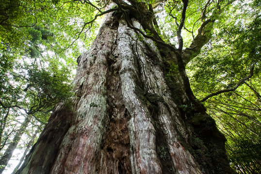 Huge cedar full of life force that lives beyond history. 屋久島の紀元杉