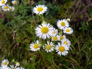 Fototapeta premium Blumen und Pflanzen