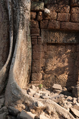 Obraz premium Tree roots cutting into the a wall at Ta Phrom ruined temple at Angkor Wat, Cambodia