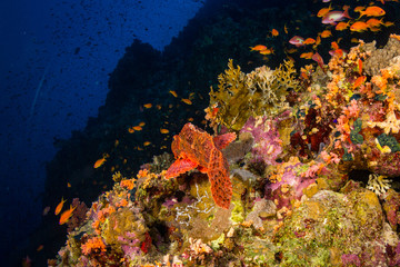 Fototapeta na wymiar Tassled scorpionfish