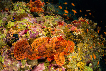Tassled scorpionfish