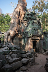 Naklejka na ściany i meble Tree growing on Ta Phrom Ruined temple ,Angkor Wat, Cambodia