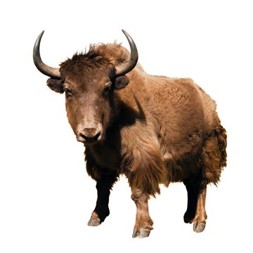 brown yak - Bos mutus