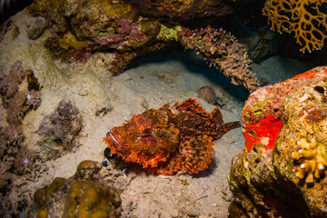 Fototapeta premium Tassled scorpionfish