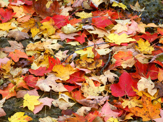 Autumn Leaves Background
