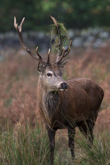 Red Deer Stag (Cervus Elaphus)/Red Deer Stag in long grass at the edge of forest