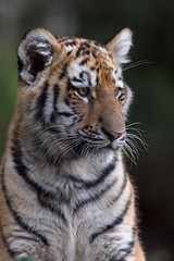 Fototapeta na wymiar Siberian Tiger Cub (Panthera Tigris Altaica)/Siberian Tiger Cub against a dark background