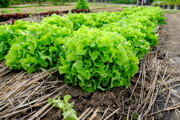 Rows of fresh lettuce plants on a fertile field, ready to be harvested