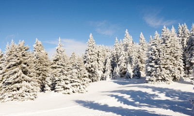 Fototapeta na wymiar Winter tree in snow in winter