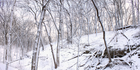 Snowy Forest Scenery Illinois