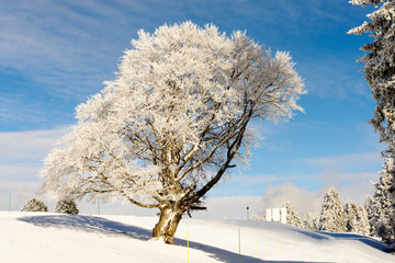 Winter tree in snow in winter