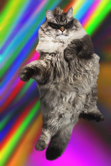 stylish cat in sunglasses dance and jump