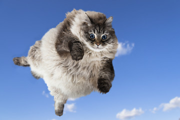 funny cat levitate in blue sky