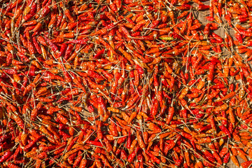 Karen hill tribe chilli's drying in the sun