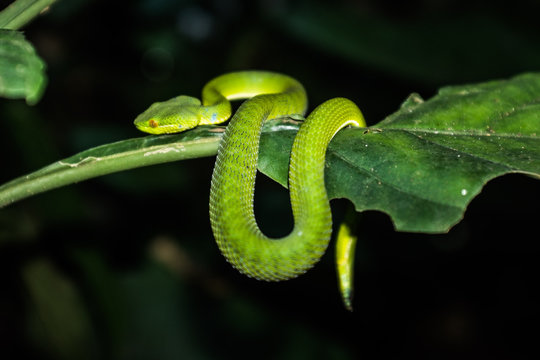 A green tree viper on jungle trek