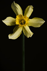 Yellow narcissus pseudonarcissus daffodil against black backgrou