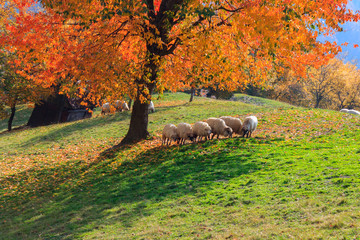 Lambs in the autumn in the mountains