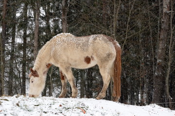 Winterschecke, Pferd im Schneesturm