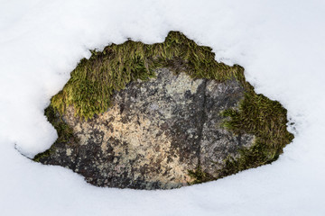 Rock with moss peeking out under snow in the winter.