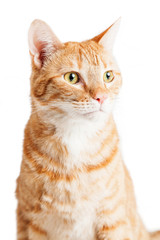 Closeup Orange Tabby Cat Looking Left