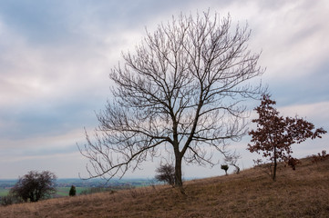 Baum ohne Laub