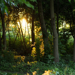Sunset beams in forest among the trees