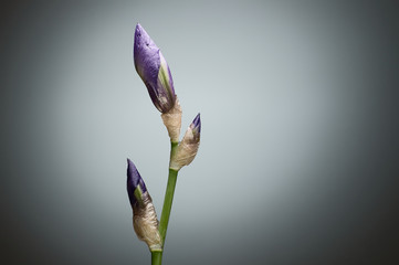 Closeup closed Iris flower buds on green stem against grey backg