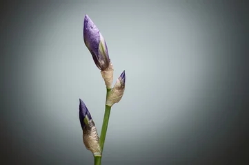Crédence de cuisine en verre imprimé Iris Gros plan fermé des boutons de fleurs d& 39 iris sur tige verte contre backg gris