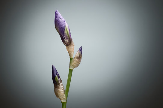 Fototapeta Closeup closed Iris flower buds on green stem against grey backg