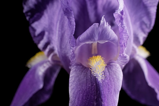 Purple Iris stamen and pollen closeup against black background