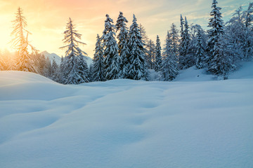 Cosy winter scene with snow covered trees in the mountains