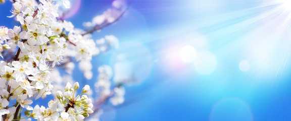 Floraison printanière - Fleurs blanches et lumière du soleil dans le ciel