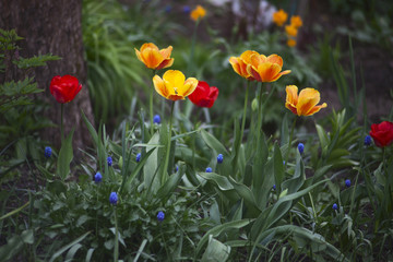 Red, yellow-orange tulips and blue Muscari in the garden © v_ridjin