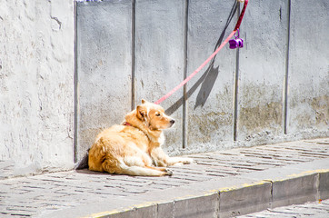 dog on leash wait owner on sidewalk