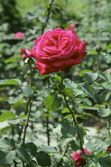 Blooming pink rose and buds in the garden