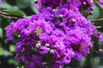 Myrtle Lagerstroemia pink-purple exotic flower from India