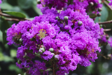 Obraz premium Myrtle Lagerstroemia pink-purple exotic flower from India
