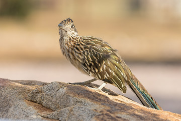 Greater Roadrunner