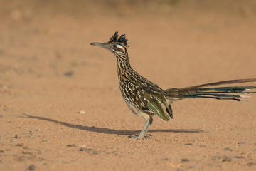 Greater Roadrunner