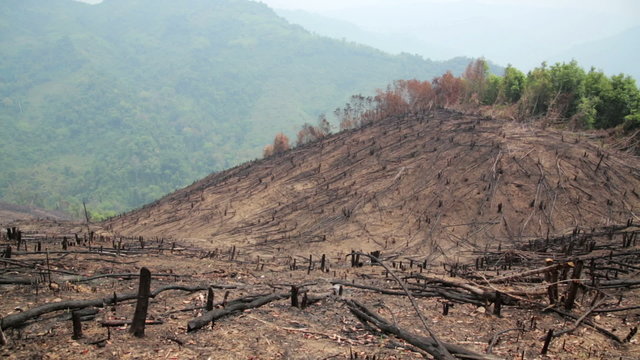 Deforestation, after forest fire, natural disaster