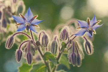 Borage flowers close up (Borago officinalis)