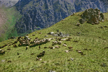 Sheep and goats on a mountain pasture. Caucasus, Russia.