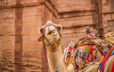 camels in Petra