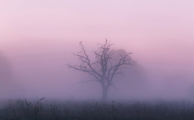 Fototapeta na wymiar Foggy spring sunrise
