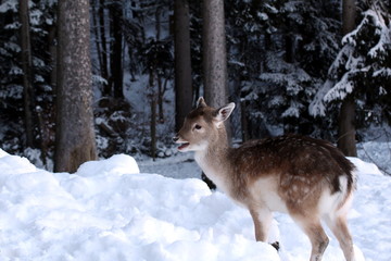Fototapeta premium Reh - Mund geöffnet
