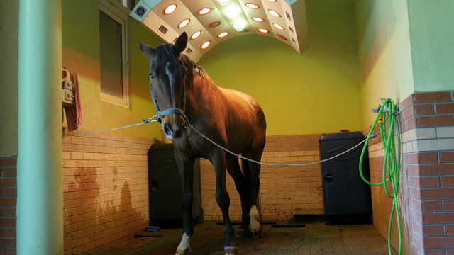 Horse health care in stable, washing, cleaning and solarium