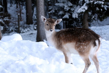 Reh im Schnee