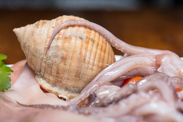 Shell and raw squid
