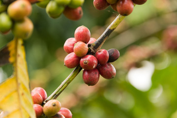 coffee beans on twig